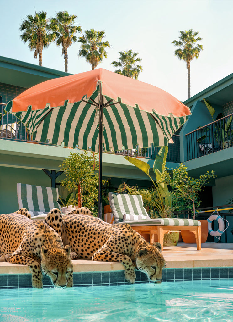 Two cheetahs drinking poolside cinematic fine art photography print by Paul Fuentes