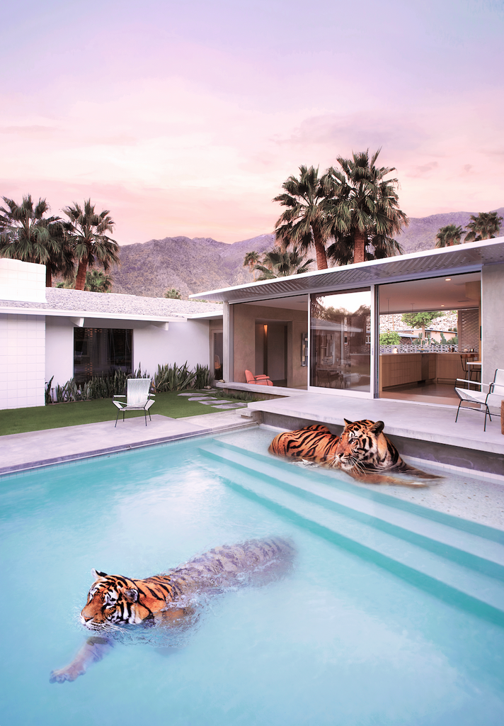 Poster of Tigers swimming in a pool of a getaway home with mid century style in Palm Springs California